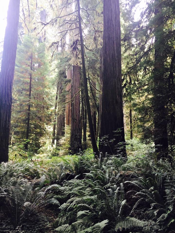 Redwoods Canopy